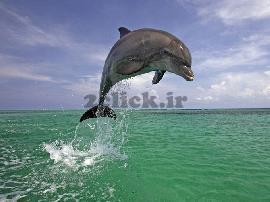دلفین دریا