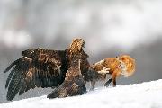 جنگ روباه و عقاب